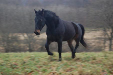 <img0*300:stuff/z/61691/Crowihagen/DSC_0193.JPG>