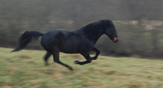 <img0*300:stuff/z/61691/Crowihagen/DSC_0198.JPG>