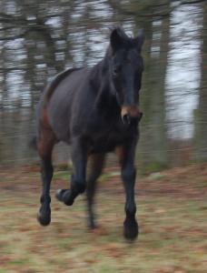 <img0*300:stuff/z/61691/Crowihagen/DSC_0212.JPG>