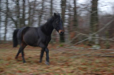 <img0*300:stuff/z/61691/Crowihagen/DSC_0213.JPG>