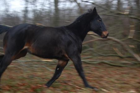 <img0*300:stuff/z/61691/Crowihagen/DSC_0214.JPG>