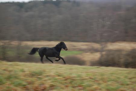 <img0*300:stuff/z/61691/Crowihagen/DSC_0220.JPG>