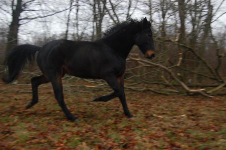 <img0*300:stuff/z/61691/Crowihagen/DSC_0231.JPG>