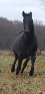 <img0*300:stuff/z/61691/Crowihagen/DSC_0250.JPG>