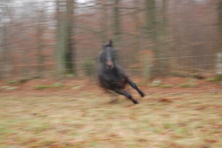 <img0*300:stuff/z/61691/Crowihagen/DSC_0280.JPG>
