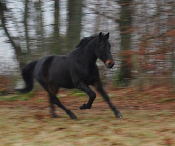 <img0*300:stuff/z/61691/Crowihagen/DSC_0291.JPG>