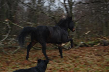 <img0*300:stuff/z/61691/Crowihagen/DSC_0295.JPG>