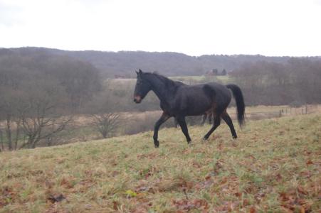 <img0*300:stuff/z/61691/Crowihagen/DSC_0339.JPG>