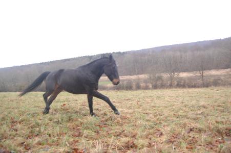 <img0*300:stuff/z/61691/Crowihagen/DSC_0365.JPG>