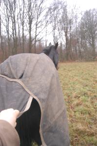 <img0*300:stuff/z/61691/Crowihagen/DSC_0427.JPG>