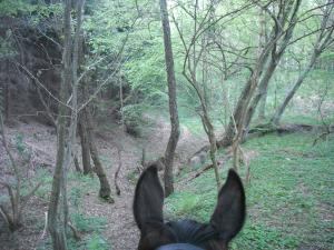 <img300*0:stuff/z/61691/Ridtur%2520-nya%2520rundan/DSCN0066.JPG>