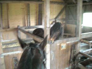 <img300*0:stuff/z/61691/Ridtur%2520-nya%2520rundan/DSCN0143.JPG>
