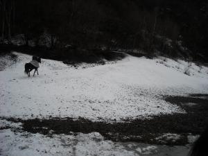 <img300*0:stuff/z/61691/Trailriding%2520feb%252008%2520-09/DSCN0043.JPG>