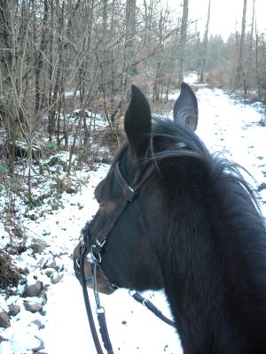 <img300*0:stuff/z/61691/Trailriding%2520feb%252008%2520-09/DSCN0123.JPG>