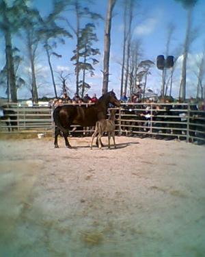 <img300*0:stuff/z/61691/auktionmaj28veberod/Foto0100nsvhbl-04-hingst-7200.jpg>