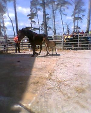 <img300*0:stuff/z/61691/auktionmaj28veberod/Foto0103nsv-07-hingst-3600.jpg>