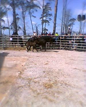 <img300*0:stuff/z/61691/auktionmaj28veberod/Foto0106nsv-05-hingst-4000.jpg>