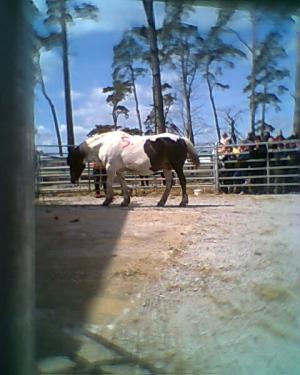 <img300*0:stuff/z/61691/auktionmaj28veberod/Foto0112nsvhbl-89-dra%cc%88ktig-3200.jpg>