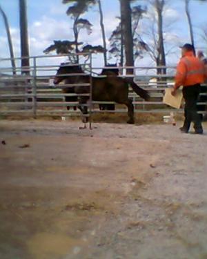 <img300*0:stuff/z/61691/auktionmaj28veberod/Foto0119Olga.jpg>