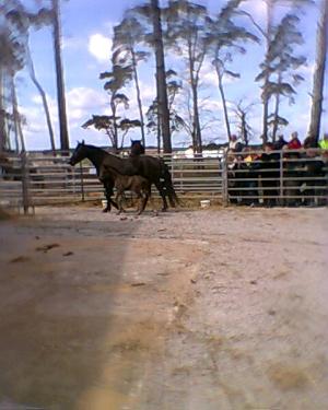 <img300*0:stuff/z/61691/auktionmaj28veberod/Foto0121gianna-nsv-08-hingst-5000.jpg>