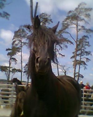 <img300*0:stuff/z/61691/auktionmaj28veberod/Foto0125gianna.jpg>
