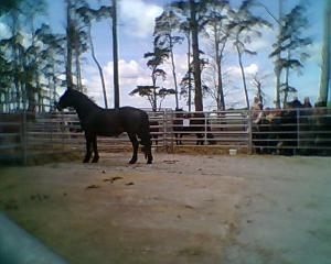 <img300*0:stuff/z/61691/auktionmaj28veberod/Foto0129nsv-08-dra%cc%88ktig-3600.jpg>