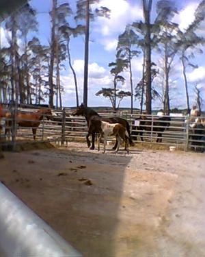 <img300*0:stuff/z/61691/auktionmaj28veberod/Foto0133nsv-04-sto-4200.jpg>