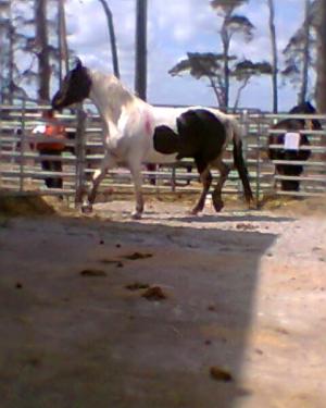 <img300*0:stuff/z/61691/auktionmaj28veberod/Foto0144nsvhbl-03-sto-4800.jpg>