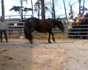 <img300*0:stuff/z/61691/auktionmaj28veberod/Foto0153nsv-dra%cc%88ktig-07-3600.jpg>