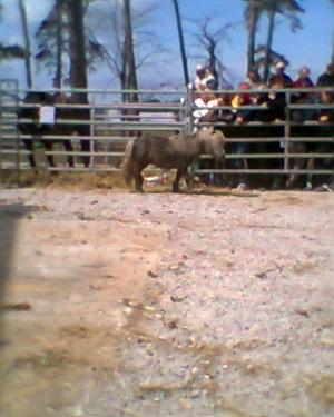 <img300*0:stuff/z/61691/auktionmaj28veberod/Foto0160-05-1700.jpg>