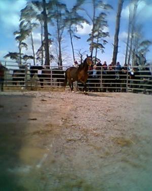 <img300*0:stuff/z/61691/auktionmaj28veberod/Foto0199hbl-val-05-8000.jpg>