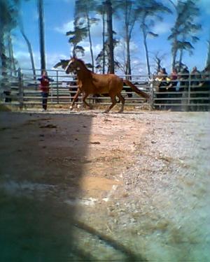 <img300*0:stuff/z/61691/auktionmaj28veberod/Foto0208hbl-96-sto-7000.jpg>