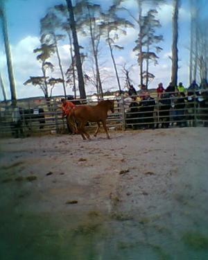 <img300*0:stuff/z/61691/auktionmaj28veberod/Foto0254d-ponny-10-hingst-1800.jpg>