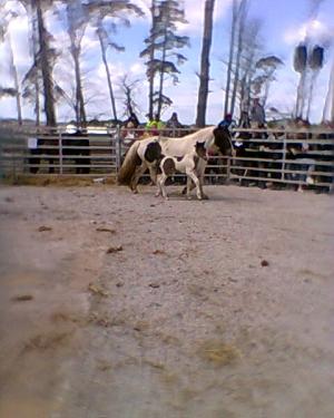 <img300*0:stuff/z/61691/auktionmaj28veberod/Foto0267nsv-hbl-08-hinst-4600.jpg>