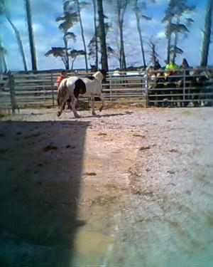 <img300*0:stuff/z/61691/auktionmaj28veberod/Foto0277bnsv-hbl-10-sto-3000.jpg>
