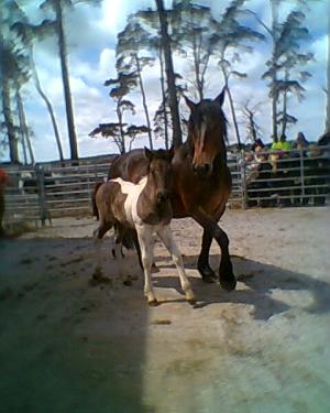 <img300*0:stuff/z/61691/auktionmaj28veberod/Foto0285nsv-02-sto-5000.jpg>