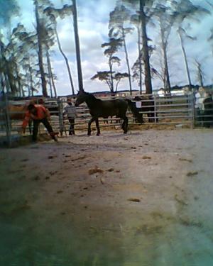 <img300*0:stuff/z/61691/auktionmaj28veberod/Foto0291nsv-07-sto-2000.jpg>