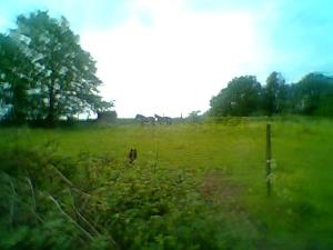 <imgl300*0:stuff/z/61691/mobilbilder11111/Foto0340.jpg>