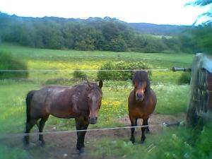 <imgl300*0:stuff/z/61691/mobilbilder11111/Foto0344.jpg>