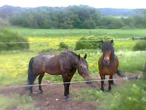 <imgl300*0:stuff/z/61691/mobilbilder11111/Foto0345.jpg>