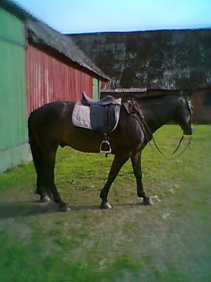 <img300*0:stuff/z/61691/mobilbilder11111/Foto0349.jpg>