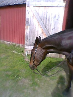 <img300*0:stuff/z/61691/mobilbilder11111/Foto0350.jpg>
