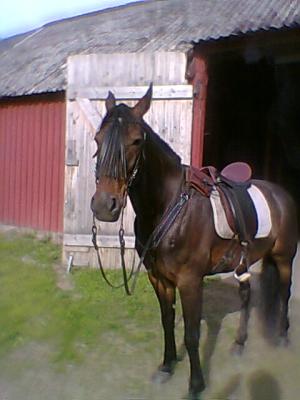 <img300*0:stuff/z/61691/mobilbilder11111/Foto0351.jpg>