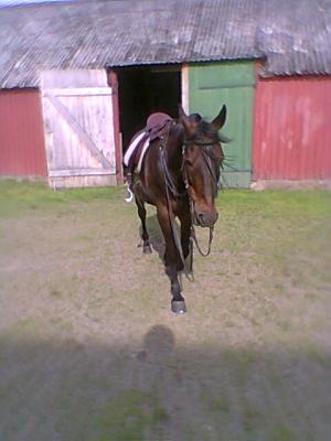 <img300*0:stuff/z/61691/mobilbilder11111/Foto0352.jpg>
