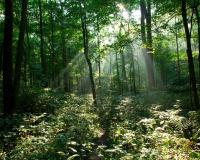<img200*0:stuff/z/636/Viking%2527s%2520Wallpapers/sunnyforest-1280x1024.jpg>