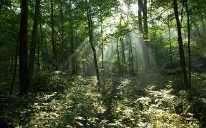 <img300*0:stuff/z/636/Viking%2527s%2520Wallpapers/sunnyforest-1920x1200.jpg>
