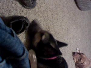 <img300*0:stuff/z/64936/Akane%253bs%2520Mason%2520Pup/i1246733722_2.jpg>