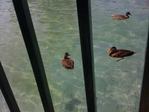 <img300*0:stuff/z/64936/Mitsuki%2527s%2520Disney%2520photos%25202/i1228797234_11.jpg>
