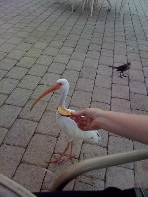 <img300*0:stuff/z/64936/Mitsuki%2527s%2520Disney%2520photos%25202/i1228797234_23.jpg>