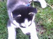 <img:stuff/z/64936/mitsuks%2520animal%2520pictures/i1232504751_2.jpg>